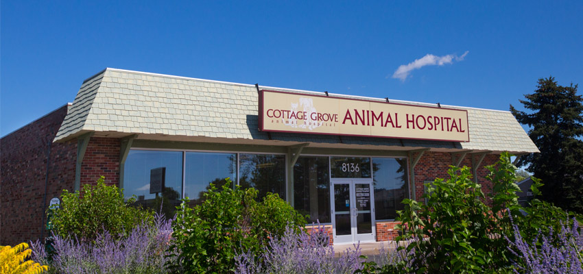 Cottage Grove Animal Hospital Location